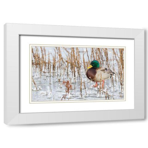 Mallard Duck-frozen pond White Modern Wood Framed Art Print with Double Matting by Archer, Ken