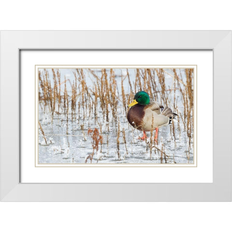 Mallard Duck-frozen pond White Modern Wood Framed Art Print with Double Matting by Archer, Ken