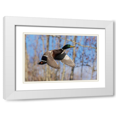 Mallard in Flight-wooded habitat White Modern Wood Framed Art Print with Double Matting by Archer, Ken
