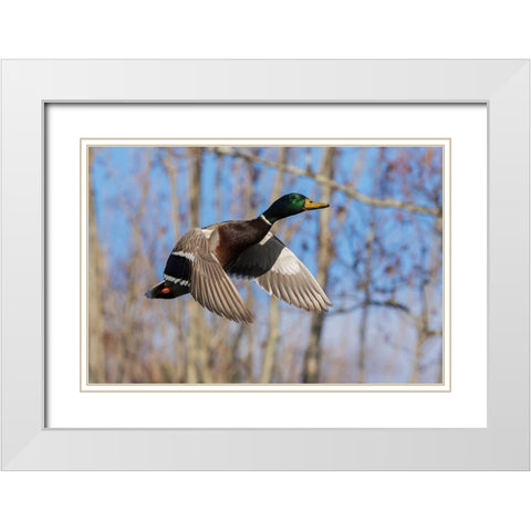Mallard in Flight-wooded habitat White Modern Wood Framed Art Print with Double Matting by Archer, Ken