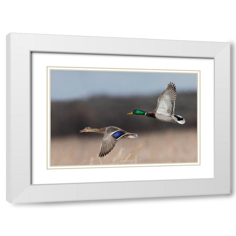 Mallard Duck Pair in Flight White Modern Wood Framed Art Print with Double Matting by Archer, Ken