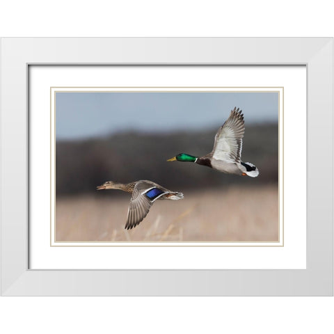 Mallard Duck Pair in Flight White Modern Wood Framed Art Print with Double Matting by Archer, Ken