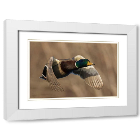 Mallard Drake in Flight White Modern Wood Framed Art Print with Double Matting by Archer, Ken