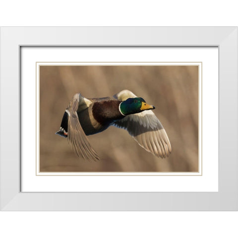 Mallard Drake in Flight White Modern Wood Framed Art Print with Double Matting by Archer, Ken