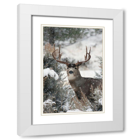 Mule Deer Buck White Modern Wood Framed Art Print with Double Matting by Archer, Ken