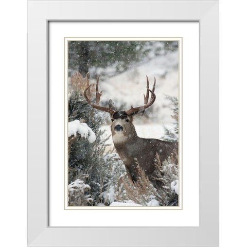 Mule Deer Buck White Modern Wood Framed Art Print with Double Matting by Archer, Ken