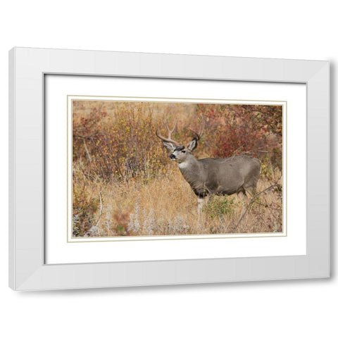 Mule Deer Buck White Modern Wood Framed Art Print with Double Matting by Archer, Ken