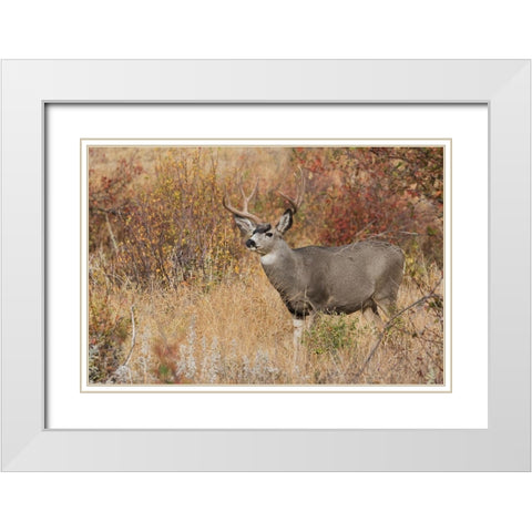Mule Deer Buck White Modern Wood Framed Art Print with Double Matting by Archer, Ken