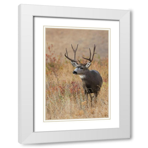Mule Deer Buck White Modern Wood Framed Art Print with Double Matting by Archer, Ken