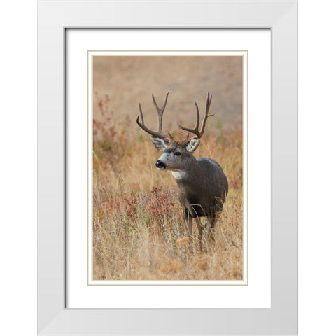 Mule Deer Buck White Modern Wood Framed Art Print with Double Matting by Archer, Ken