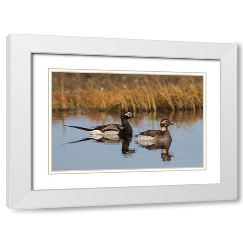 Long-tailed Duck Pair (Oldsquaw) White Modern Wood Framed Art Print with Double Matting by Archer, Ken