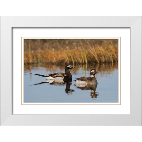 Long-tailed Duck Pair (Oldsquaw) White Modern Wood Framed Art Print with Double Matting by Archer, Ken