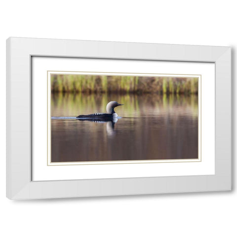 Pacific Loon-Arctic Reflections White Modern Wood Framed Art Print with Double Matting by Archer, Ken