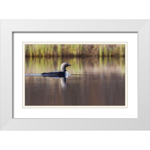Pacific Loon-Arctic Reflections White Modern Wood Framed Art Print with Double Matting by Archer, Ken