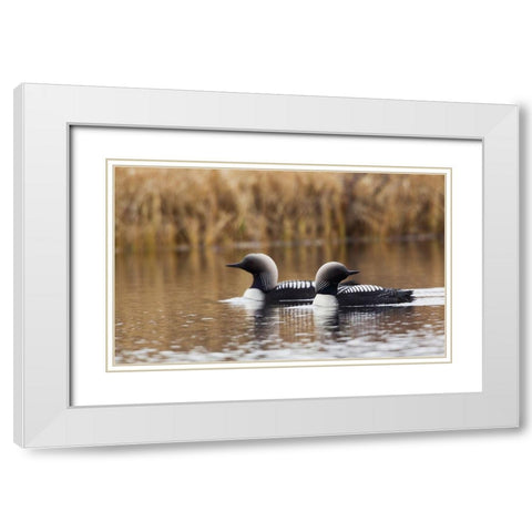 Pacific Loon Pair White Modern Wood Framed Art Print with Double Matting by Archer, Ken