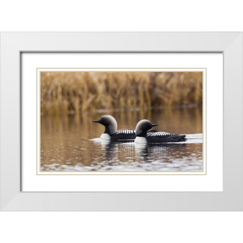 Pacific Loon Pair White Modern Wood Framed Art Print with Double Matting by Archer, Ken