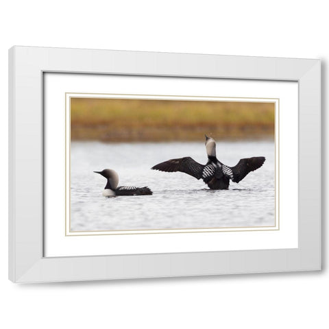 Pacific Loon Pair White Modern Wood Framed Art Print with Double Matting by Archer, Ken