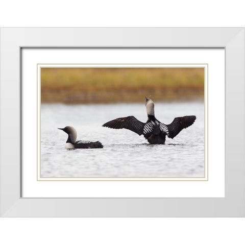 Pacific Loon Pair White Modern Wood Framed Art Print with Double Matting by Archer, Ken