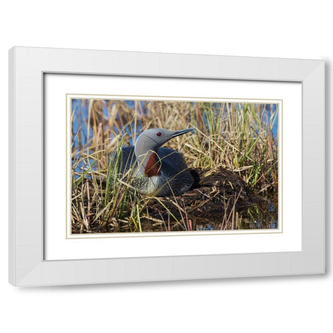 Red-throated Loon Sitting on Nest White Modern Wood Framed Art Print with Double Matting by Archer, Ken