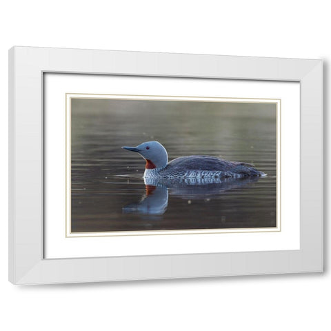 Red-throated Loon White Modern Wood Framed Art Print with Double Matting by Archer, Ken