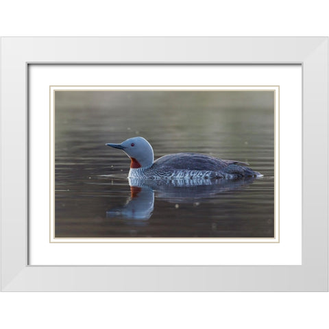 Red-throated Loon White Modern Wood Framed Art Print with Double Matting by Archer, Ken