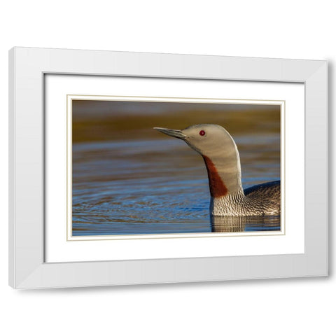 Red-throated Loon Close-up White Modern Wood Framed Art Print with Double Matting by Archer, Ken