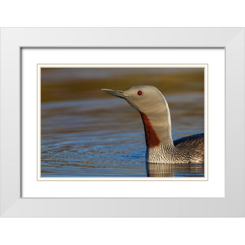 Red-throated Loon Close-up White Modern Wood Framed Art Print with Double Matting by Archer, Ken