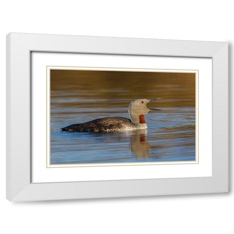 Red-throated Loon Calling White Modern Wood Framed Art Print with Double Matting by Archer, Ken