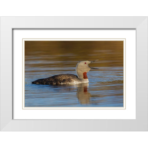 Red-throated Loon Calling White Modern Wood Framed Art Print with Double Matting by Archer, Ken
