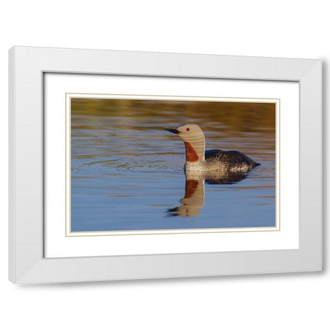 Red-throated Loon White Modern Wood Framed Art Print with Double Matting by Archer, Ken