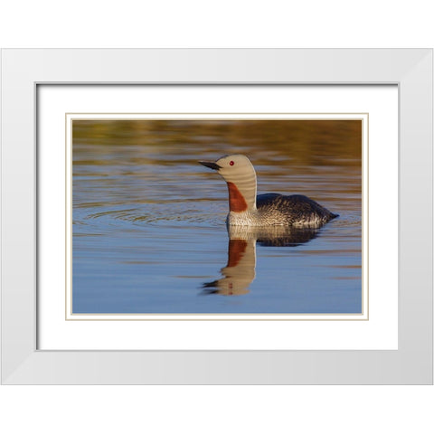 Red-throated Loon White Modern Wood Framed Art Print with Double Matting by Archer, Ken