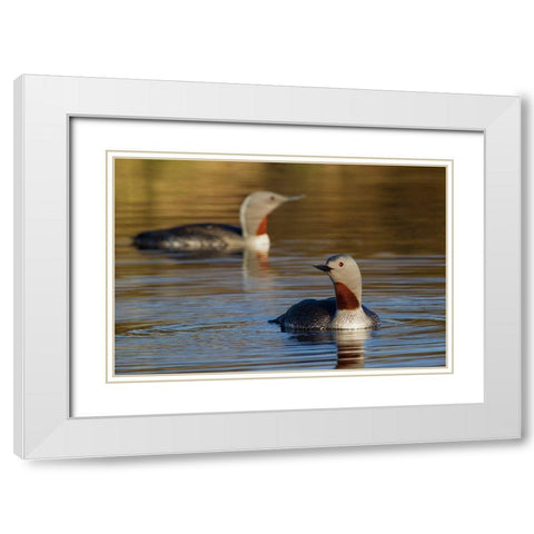 Red-throated Loon Pair White Modern Wood Framed Art Print with Double Matting by Archer, Ken