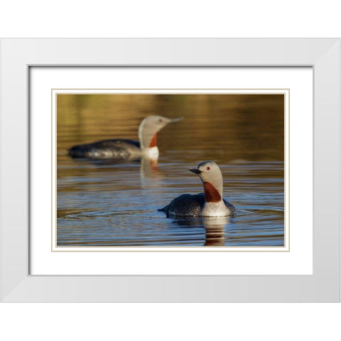 Red-throated Loon Pair White Modern Wood Framed Art Print with Double Matting by Archer, Ken