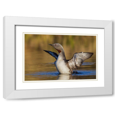 Red-throated Loon White Modern Wood Framed Art Print with Double Matting by Archer, Ken