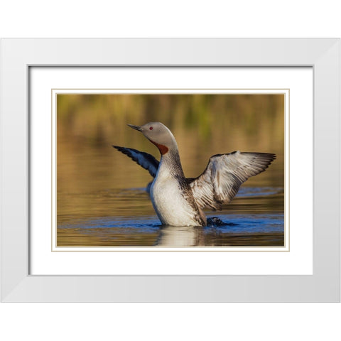 Red-throated Loon White Modern Wood Framed Art Print with Double Matting by Archer, Ken
