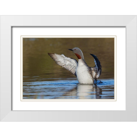 Red-throated Loon Drying Wings White Modern Wood Framed Art Print with Double Matting by Archer, Ken