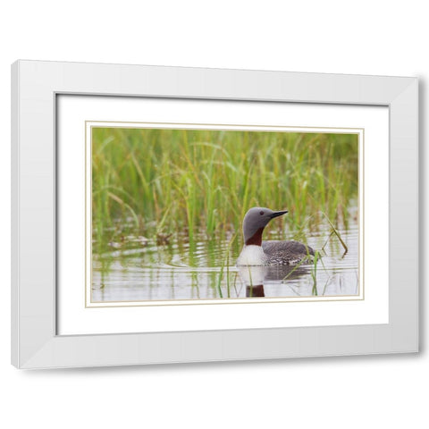 Red-throated Loon-Arctic Wetland White Modern Wood Framed Art Print with Double Matting by Archer, Ken