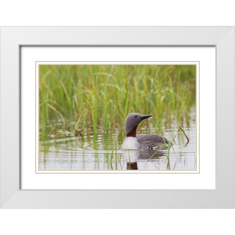 Red-throated Loon-Arctic Wetland White Modern Wood Framed Art Print with Double Matting by Archer, Ken