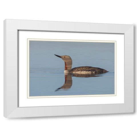 Red-throated Loon-misty morning White Modern Wood Framed Art Print with Double Matting by Archer, Ken