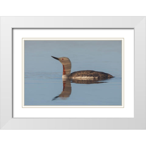 Red-throated Loon-misty morning White Modern Wood Framed Art Print with Double Matting by Archer, Ken