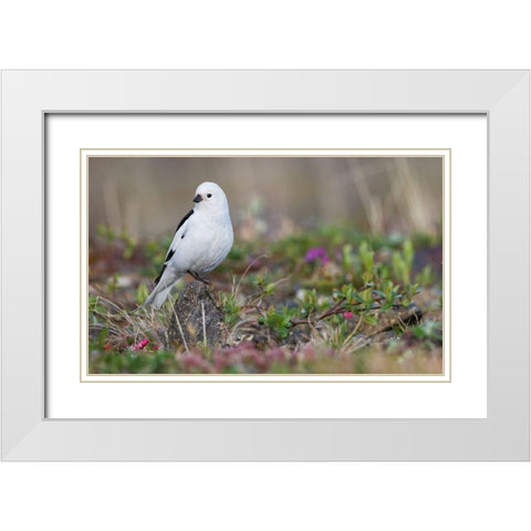 Snow Bunting-arctic tundra habitat White Modern Wood Framed Art Print with Double Matting by Archer, Ken
