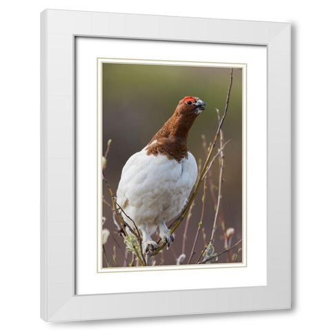 Willow Ptarmigan-Voice of the Arctic Tundra White Modern Wood Framed Art Print with Double Matting by Archer, Ken