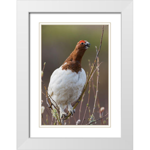 Willow Ptarmigan-Voice of the Arctic Tundra White Modern Wood Framed Art Print with Double Matting by Archer, Ken