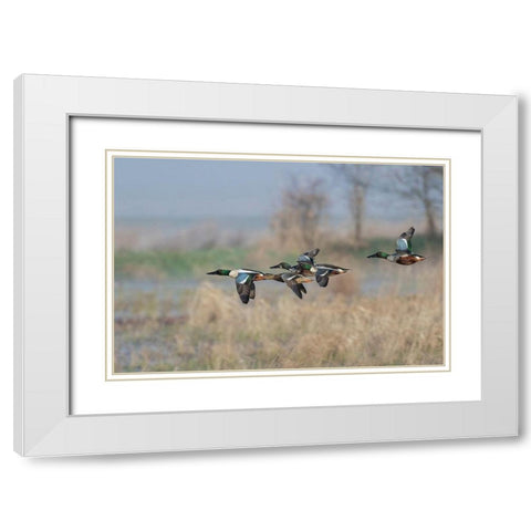 Northern Shoveler-Courtship flight White Modern Wood Framed Art Print with Double Matting by Archer, Ken