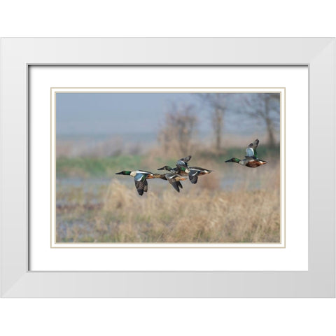 Northern Shoveler-Courtship flight White Modern Wood Framed Art Print with Double Matting by Archer, Ken