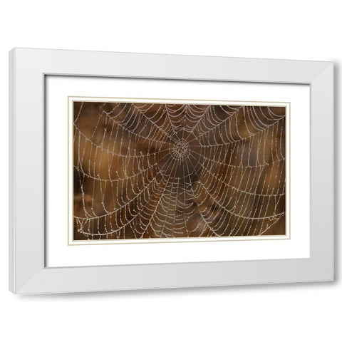 Morning Dew on Orb Spider Web White Modern Wood Framed Art Print with Double Matting by Archer, Ken