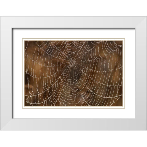 Morning Dew on Orb Spider Web White Modern Wood Framed Art Print with Double Matting by Archer, Ken