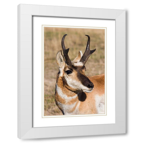 Pronghorn Antelope Buck White Modern Wood Framed Art Print with Double Matting by Archer, Ken