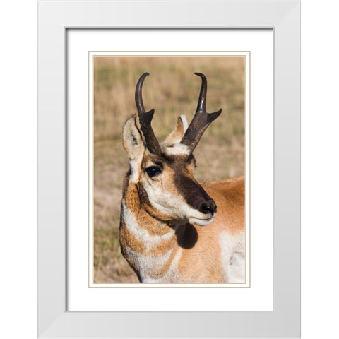 Pronghorn Antelope Buck White Modern Wood Framed Art Print with Double Matting by Archer, Ken