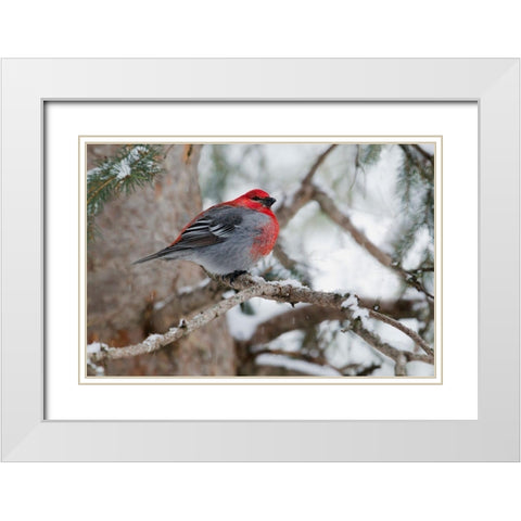 Pine Grosbeak-winter survivor White Modern Wood Framed Art Print with Double Matting by Archer, Ken
